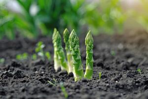 Organic farming asparagus in black soil. photo