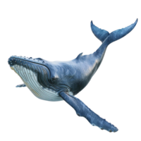Whale isolated on transparent background AI-Generative png
