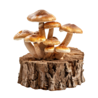 group of mushroom, Mushroom fungus agaric plant AI -Generative png