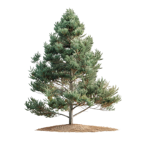 Austrian pine tree AI-Generative png