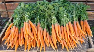 Organic carrot on the market. photo