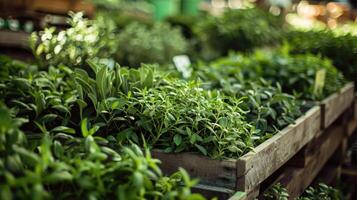 Organic herbs on the market. photo