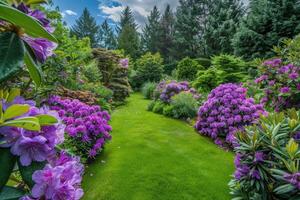 hermosa jardín con Violeta rododendros. foto