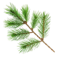 Branch Evergreen Pine, pine, leaf ,Pine Leaves AI-Generative png