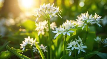 medicinal hierbas plantas. cerca arriba de floreciente salvaje ajo. allium ursinum en bosque o jardín en primavera. foto