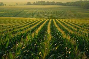 Corn field at sunset photo