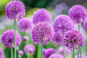 Balls of blossoming Allium flowers photo