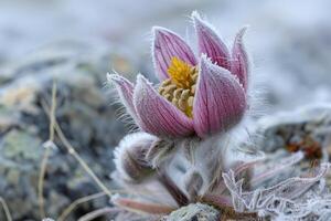 Flowers of the windflower or pulsatilla patens. First spring blooming flower photo