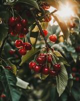 A cluster of ripe red cherries hang from the branches of a tree. photo