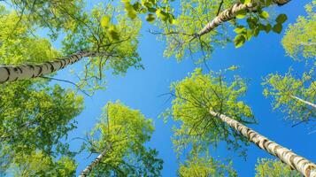 Birch tree with fresh green leaves on a summer day against the blue sky photo