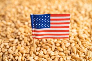 Grain wheat with USA America flag, trade export and economy. photo