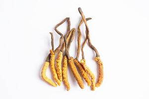 cordyceps o ophiocordyceps sinensis seta hierba es hongo para usado como medicina en blanco antecedentes. foto