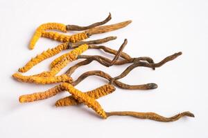 Cordyceps or Ophiocordyceps sinensis mushroom herb is fungus for used as medicine on white background. photo