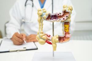 Intestine, appendix and digestive system, doctor holding anatomy model for study diagnosis and treatment in hospital. photo