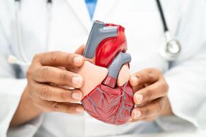 cardiovascular enfermedad CVD, asiático médico participación humano anatomía modelo para aprender y tratar corazón enfermedad. foto