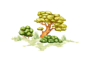 acuarela ilustración con elementos de natural paisaje. representa un bosque desierto con lozano verde césped, antiguo tilo árbol y rodeando arbustos ideal para creando composiciones en bosque temas png