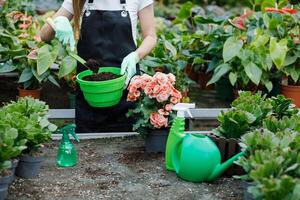 Close up of young woman transplants plants and takes care of flowerpots in greenhouse. photo