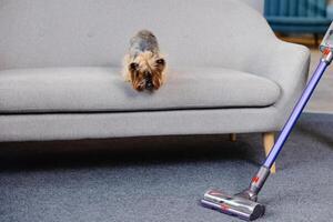 Cute young woman vacuuming at home with a cordless vacuum cleaner while her cute dog watches. photo