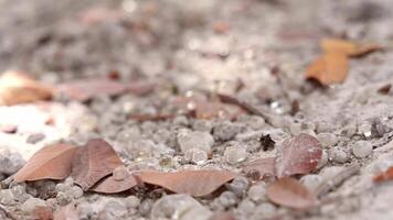 chio, Grecia. placer di mastice gocce Brighten e scintillio nel il luce del sole su il terra. ombre su il terra a partire dal il fogliame di il mastice albero agitando nel il vento. selettivo messa a fuoco. vicino su. video