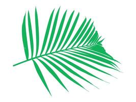 Palm Green Leaf Background Illustration vector