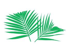 Coconut Palm Leaves Background Illustration vector