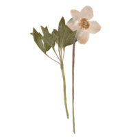 Isolated Pressed and dried White Anemone Flower. Aesthetic scrapbooking Dry plants png
