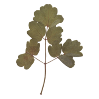 Isolated Pressed and Dried Green Leaf Branch. Aesthetic scrapbooking Dry plants png