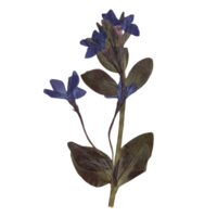 isoliert gedrückt und getrocknet Blau Immergrün Blume mit Blätter. ästhetisch dekorativ Gartenarbeit, Hochzeit, Herbarium oder Scrapbooking Design Elemente png