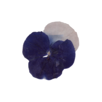 Isolated Pressed and dried Blue Pansy flower. Viola tricolor, viola arvensis, heartsease, violet. Aesthetic scrapbooking Dry plants png