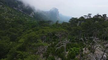 Rock Shaan-Kaya with sheer walls and overgrown with coniferous forest, Crimea video