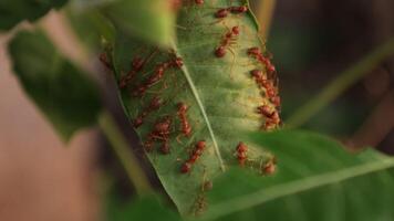 Closeup of ant living in nature, macro ants video