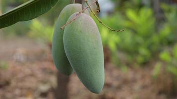 Slow motion mango on tree video