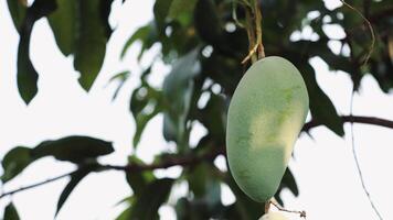 Slow motion mango on tree video