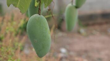 schleppend Bewegung Mango auf Baum video