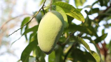 schleppend Bewegung Mango auf Baum video