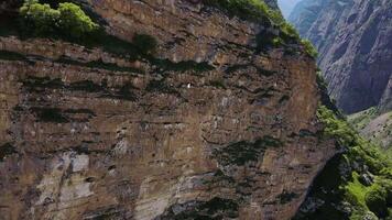 antenne visie van een vogel van prooi vliegend langs een rotsachtig berg in een kloof video