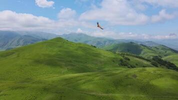 antenne visie van een vogel van prooi vliegend over- een alpine groen berg vallei video