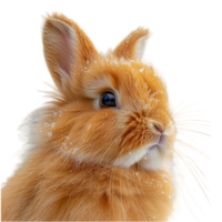 close up portrait of a rabbit's face. generated ai png