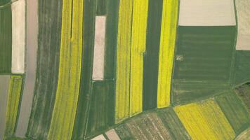 Top View Of Farmland With Yellow Rapeseed Fields. video