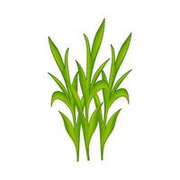 Illustration of grass vector