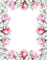 Fresco magnolia flor botánico acuarela ilustración floral diseño pétalos floreciente primavera tropical rosado hermosa planta frontera antecedentes modelo vector