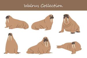 Walrus collection. Isolated on white background. vector