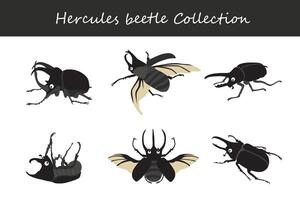 hercules beetle collection. Isolated on white background. vector