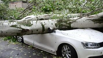 Baum gefallen auf ein Auto auf das Straße 4k Hintergrund video