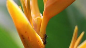hormigas en un naranja flor 4k antecedentes video