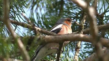 pequeño vistoso pájaro en un árbol rama naturaleza 4k antecedentes video