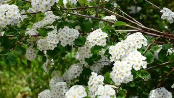 vild blommor i en skog natur 4k bakgrund video