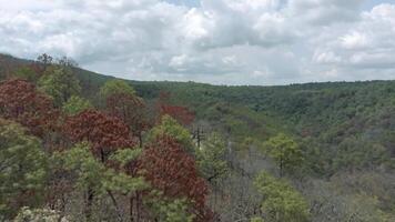 Drohne fliegt Über das bunt Bäume im das Wald auf ein sonnig Tag Natur 4k Hintergrund video