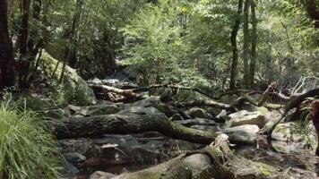 fliegend Über ein still Bach umgeben durch ein üppig Urwald mit gefallen Bäume Natur 4k Hintergrund video