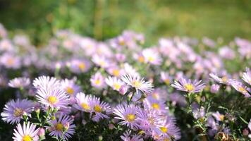 blomma fält med bin pollinerande natur 4k bakgrund video